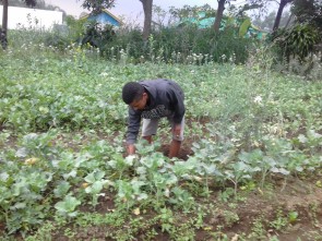 proses pencarian tanah penanaman sayuran